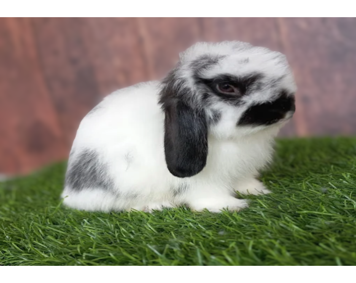 Holland Lop
