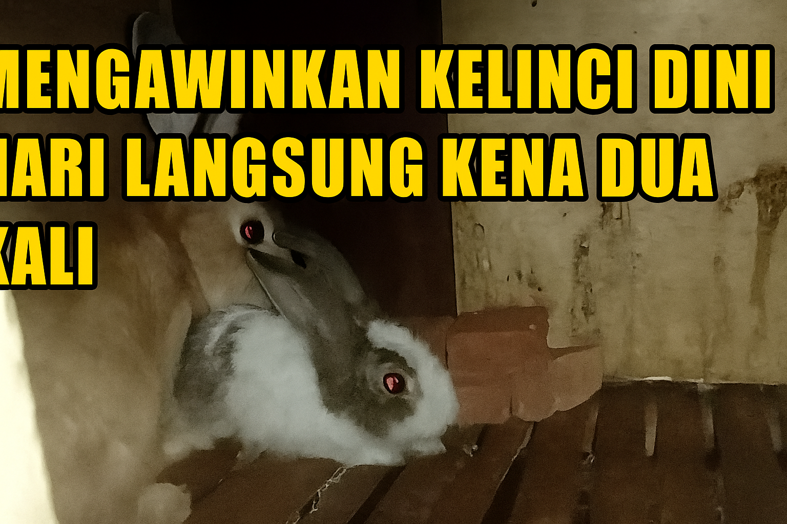 Mengawinkan Kelinci Dini Hari Langsung Kena Dua Kali
