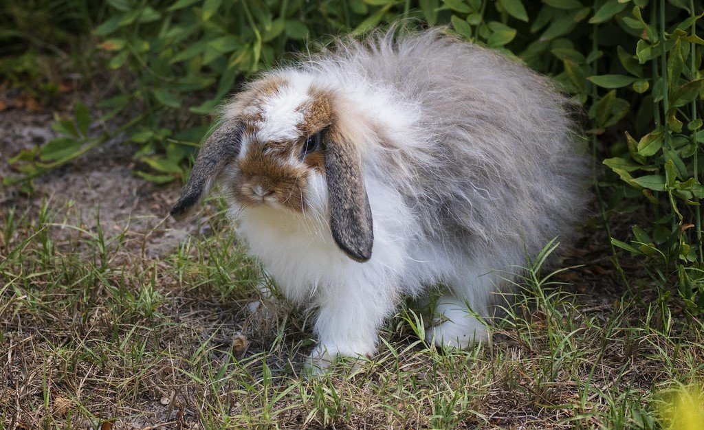 Fuzzy Lop Betina