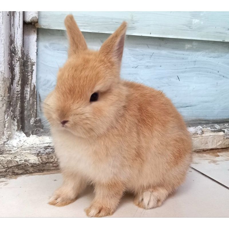 Netherland Dwarf